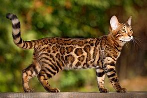 Image result for Male Bengal Cat