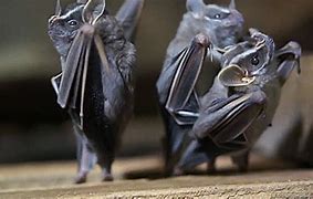 Image result for Upside Down Bat Clip Art