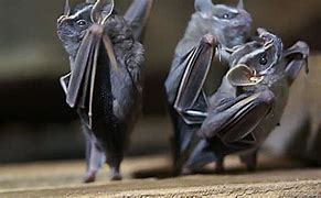 Image result for Bat Migration in Austin