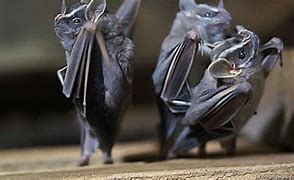Image result for Scare Bats