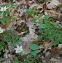 Bildergebnis für Anemone nemorosa