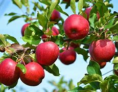 Image result for Apple Tree Nursery