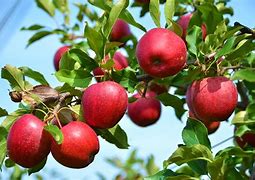 Image result for Apple the Fruit