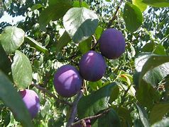 Image result for Prunus domestica Belle de Louvain