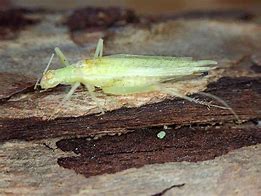 Image result for "snowy-tree-cricket"
