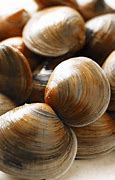 Image result for Fresh Little Neck Clams