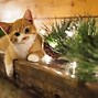 Image result for Happy New Year Animals