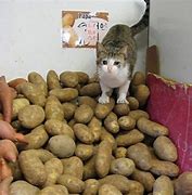 Image result for Crying Potato Cat Meme