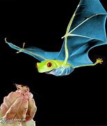 Image result for Bat Frog