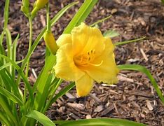 Image result for Growing Daylilies from Seed