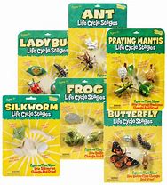 Image result for Cricket Insect Life Cycle