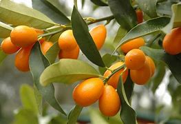 Image result for kumquats trees
