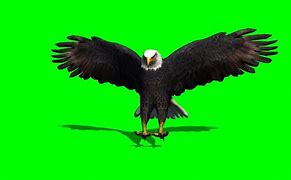 Image result for Eagle Green screen