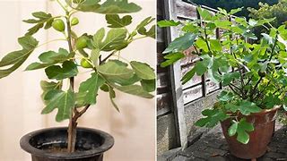 Image result for Fig Tree Growth