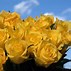 Image result for Beautiful Yellow Roses Printable