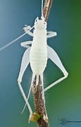 Image result for Albino Cricket