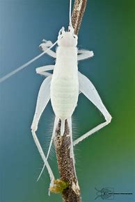 Image result for Albino Cave Cricket