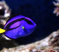 Image result for Dory Fish Type