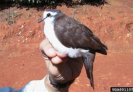 Image result for Turtur Columbidae