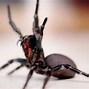 Image result for Funnel Web Spider Is Alien