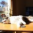 Image result for site:thecat.jp