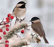 Image result for Winter Bird Screensavers