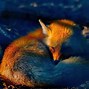 Image result for Really Cool Fox Photos