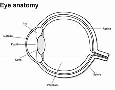 Image result for Eye Structure Retina