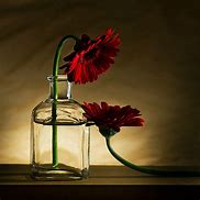 Image result for Photographic Still Life