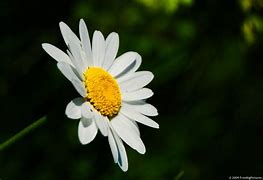Image result for Daisy Flower Profile