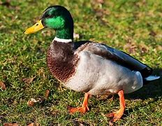 Image result for Green Duck