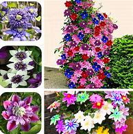 Image result for Clematis Flower Seeds