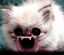 Image result for Ugly Funny Cat PFP