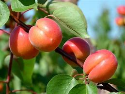 Image result for PRUNUS DOM. QUEEN VICTORIA