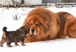 Image result for 10 Biggest Dogs in the World