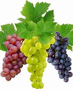 Image result for Green Grapes No Background