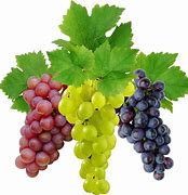 Image result for Green Grapes Bunch PNG