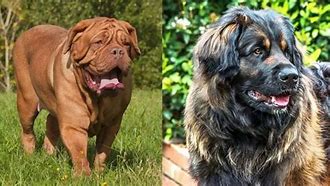 Image result for Top 10 Biggest Dogs