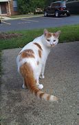 Image result for Orange and White Spotted Cat