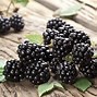 Image result for blackberry fruit