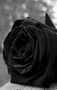 Image result for Dark Gothic Roses Wallpaper Background