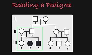 Image result for How to Read Pedigree Chart