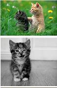 Image result for Bulu Kucing