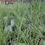 Image result for Carex brunnea Racing Green