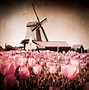 Image result for dutch windmill