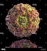 Image result for Schema Parvovirus B19