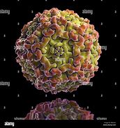 Image result for Fifth Disease Parvovirus B19