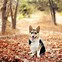 Image result for Wallpaper Happy Corgi