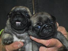 Image result for AKC Pug Colors