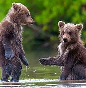 Image result for Cute Baby Cubs